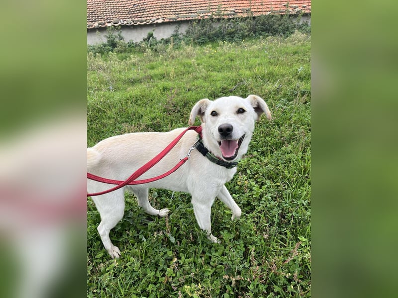 Duke - Knuddelbär mit Herz ❤️