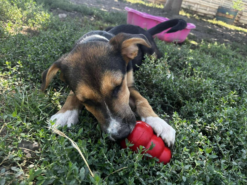 Lissy - Auf der Suche nach ihrem Traumkörbchen ❤️ Lissy - Auf der Suche nach ihrem Traumkörbchen ❤️