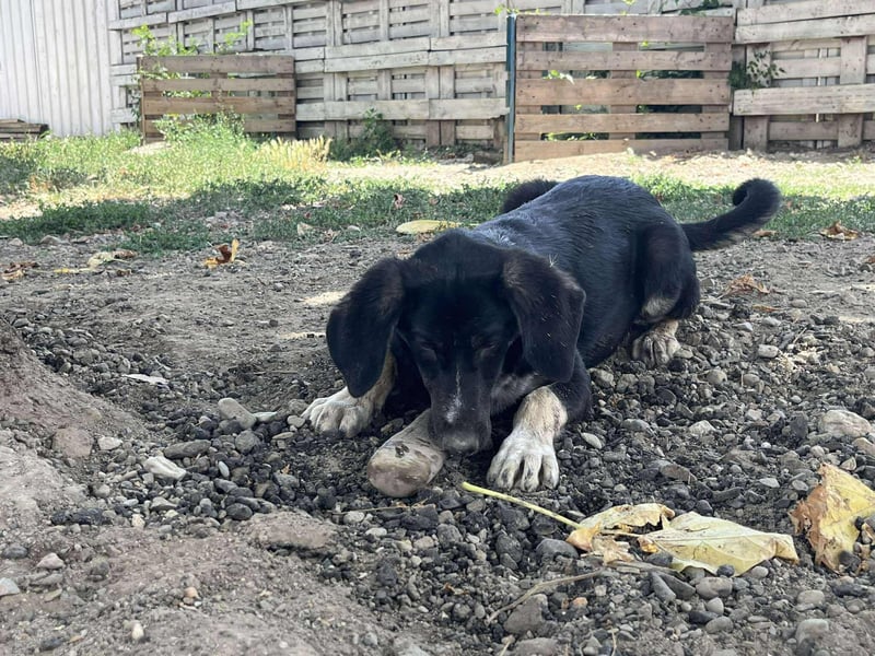 Freddy - Liebenswerter Junghund sucht sein Glück❤️