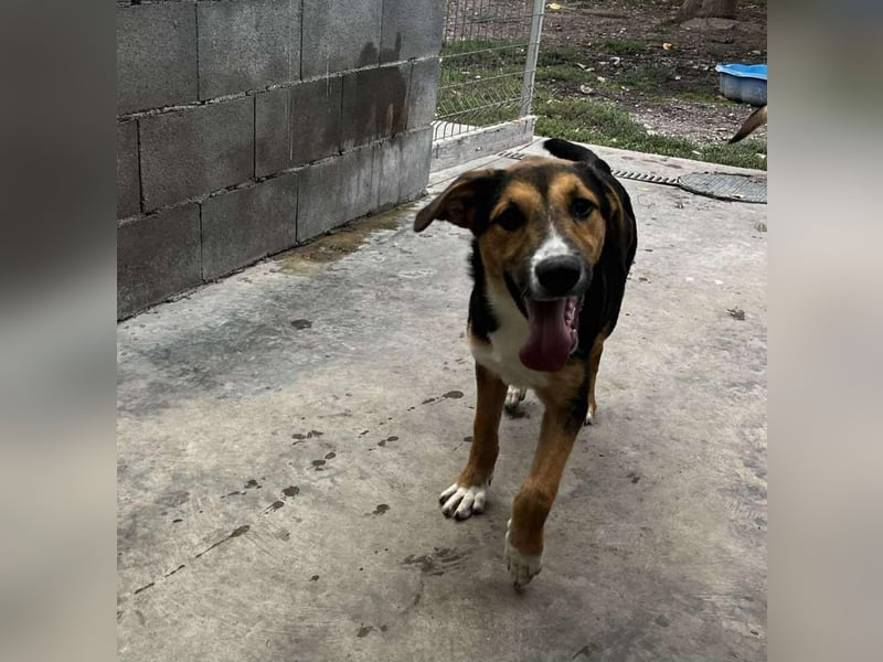 Lissy - Auf der Suche nach ihrem Traumkörbchen ❤️ Lissy - Auf der Suche nach ihrem Traumkörbchen ❤️