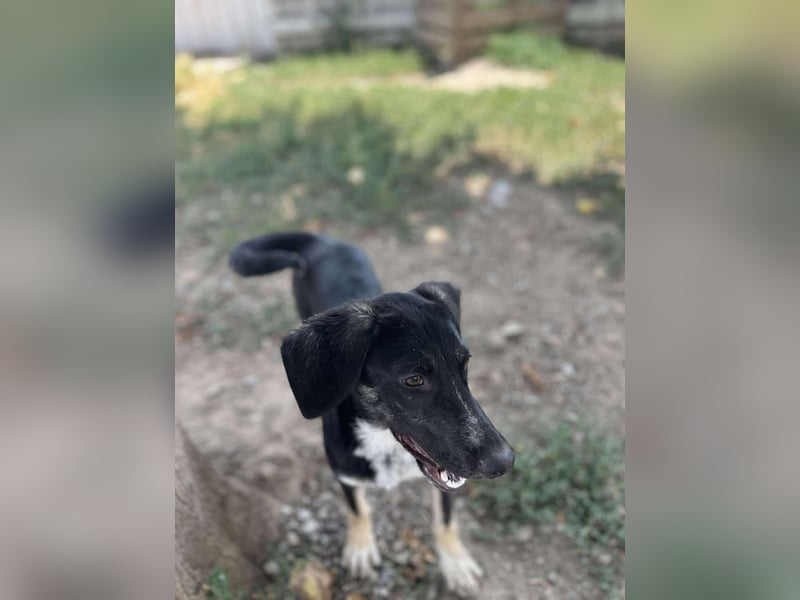Freddy - Liebenswerter Junghund sucht sein Glück❤️