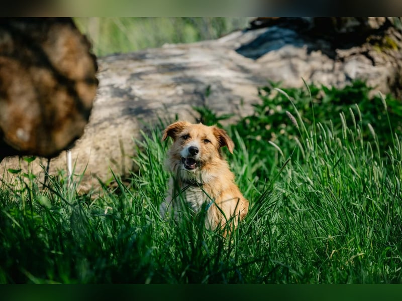 Roxy - eine sensible Begleiterin