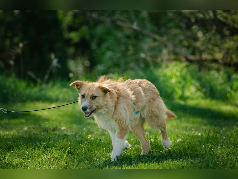 Roxy - eine sensible Begleiterin