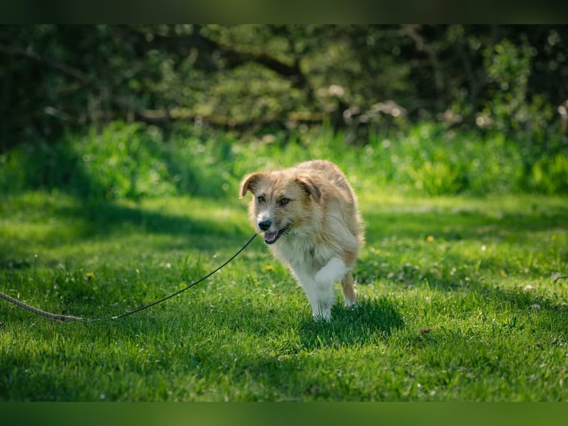 Roxy - eine sensible Begleiterin