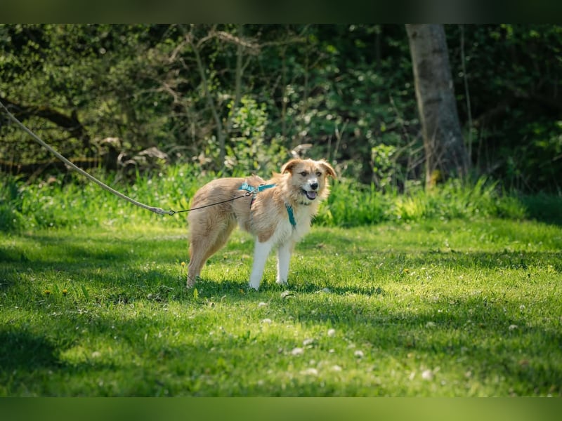 Roxy - eine sensible Begleiterin