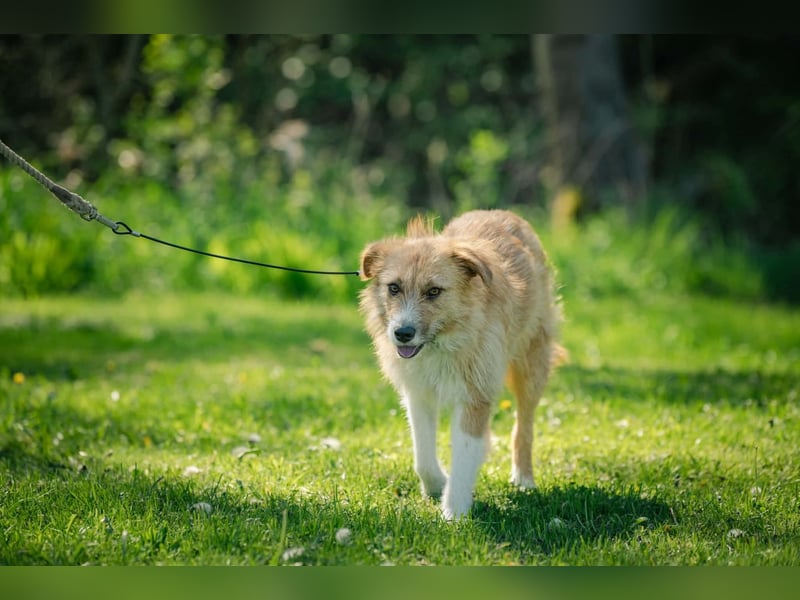 Roxy - eine sensible Begleiterin