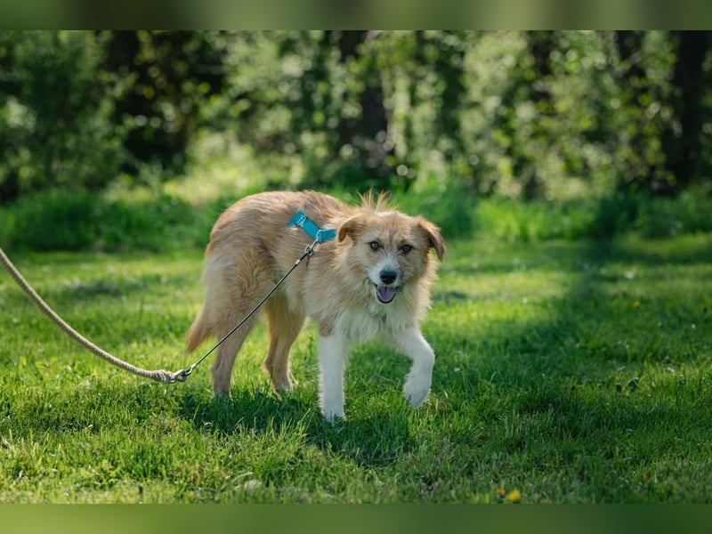 Roxy - eine sensible Begleiterin