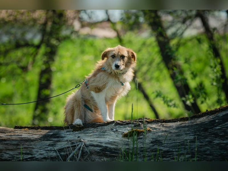 Roxy - eine sensible Begleiterin
