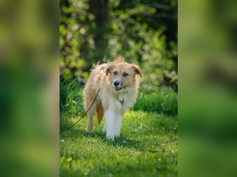 Roxy - eine sensible Begleiterin
