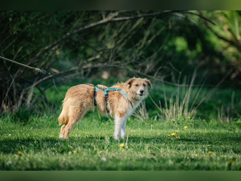 Roxy - eine sensible Begleiterin