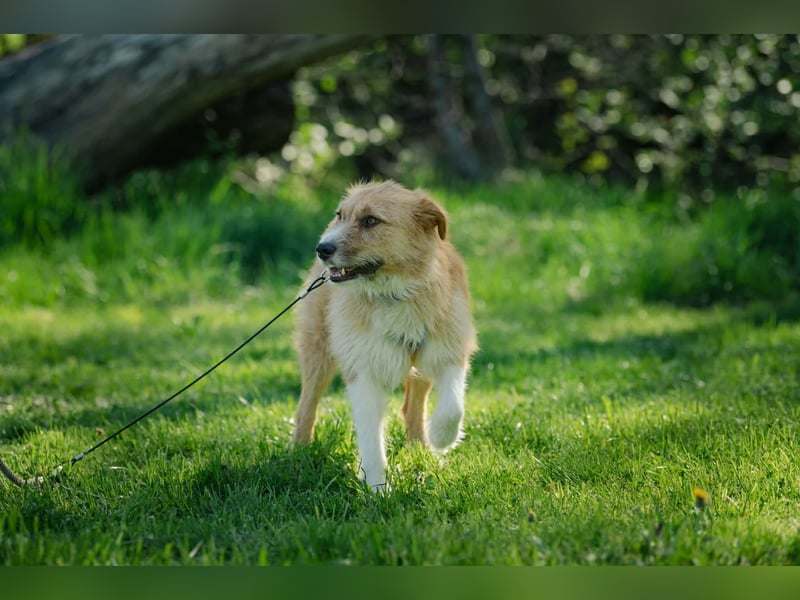 Roxy - eine sensible Begleiterin