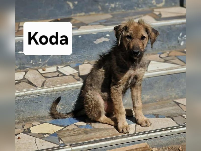 Koda