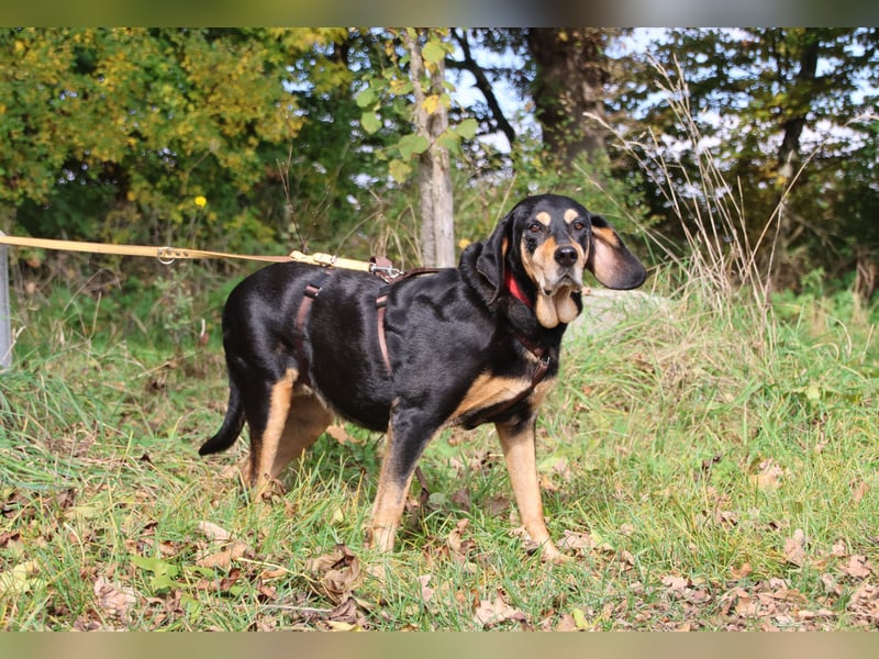 Rhonda 9-10 Jahre 47 cm