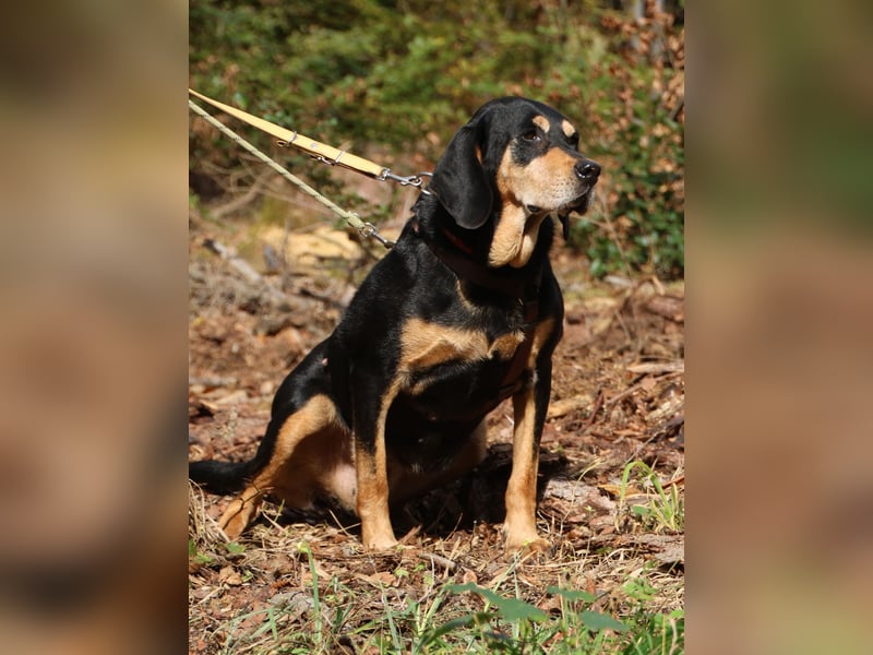 Rhonda 9-10 Jahre 47 cm
