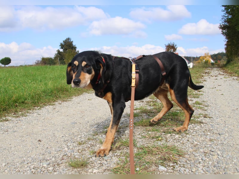 Rhonda 9-10 Jahre 47 cm