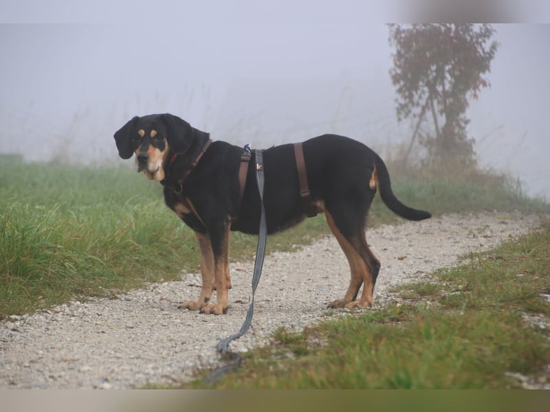 Rhonda 9-10 Jahre 47 cm