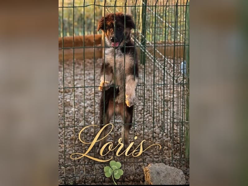Loris 34 cm 4-5 mon.