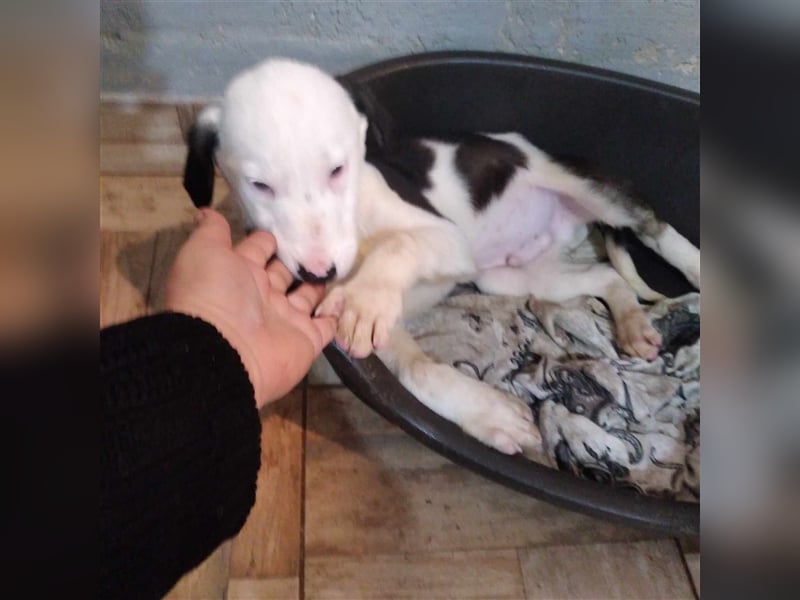 Aleksandro Mischling in Not