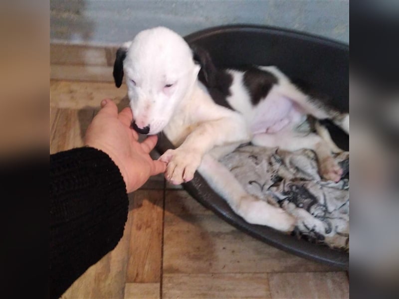 Aleksandro Mischling in Not