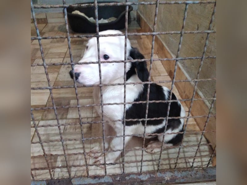 Aleksandro Mischling in Not