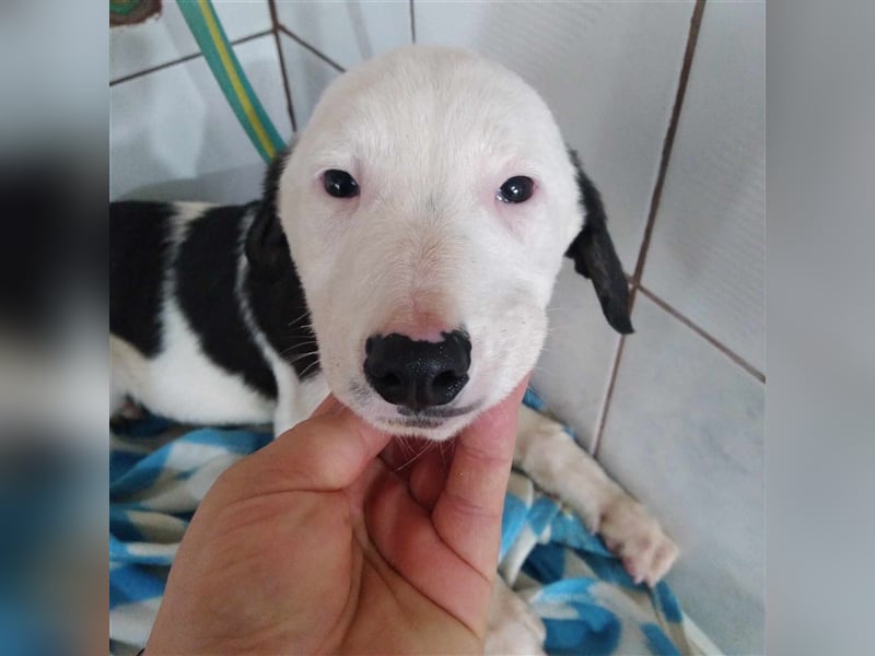 Aleksandro Mischling in Not