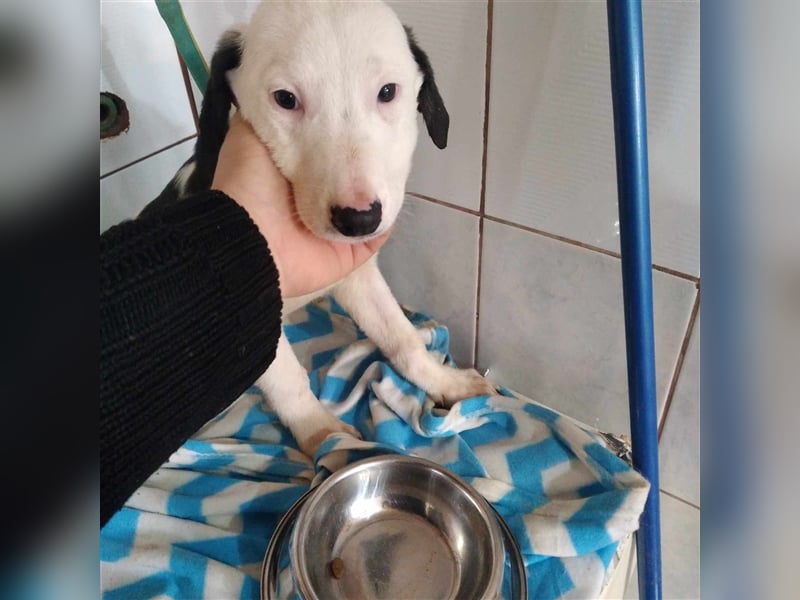 Aleksandro Mischling in Not