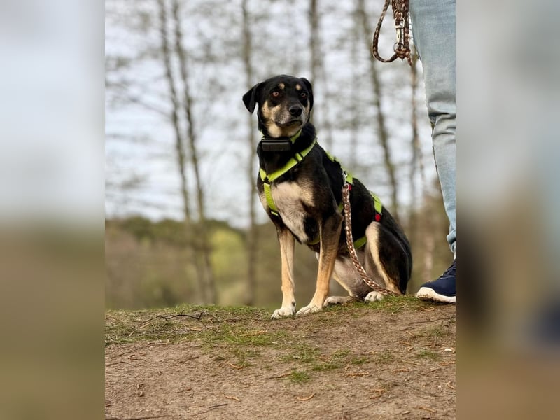 Elke - eine ruhige Hündin