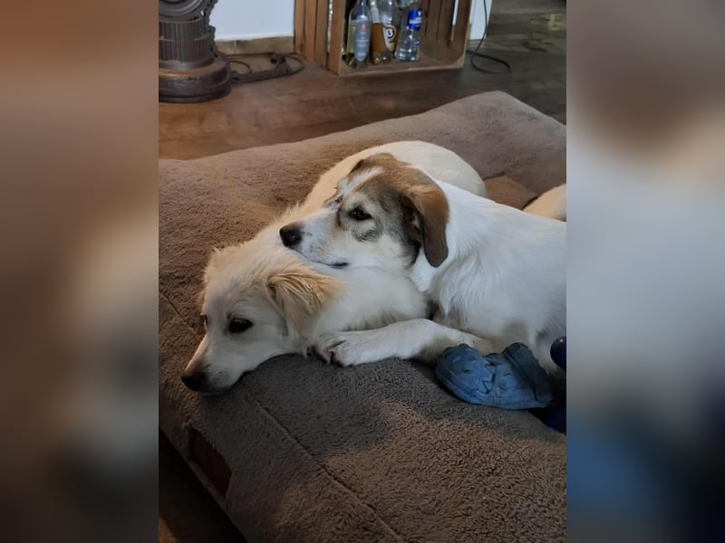 Ozzy - ein junger Wirbelwind