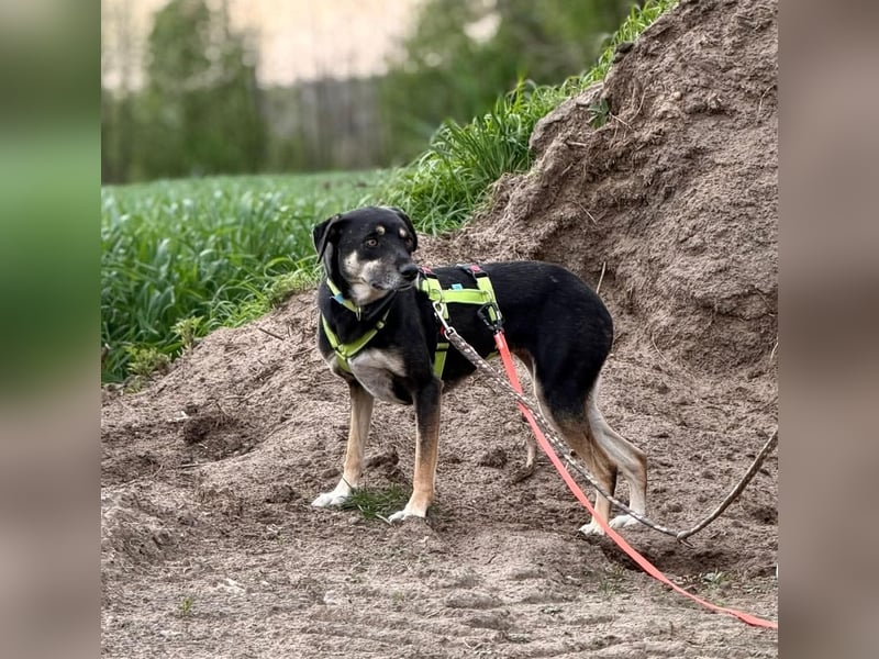 Elke - eine ruhige Hündin