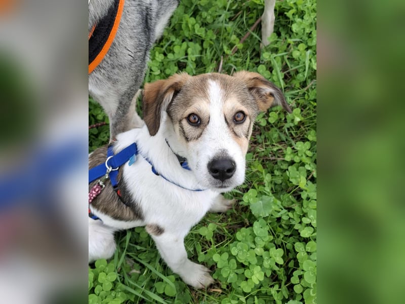 Ozzy - ein junger Wirbelwind