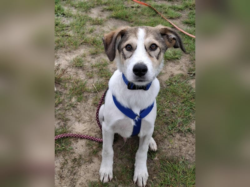 Ozzy - ein junger Wirbelwind