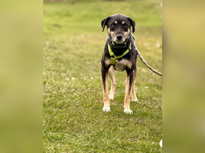 Elke - eine ruhige Hündin