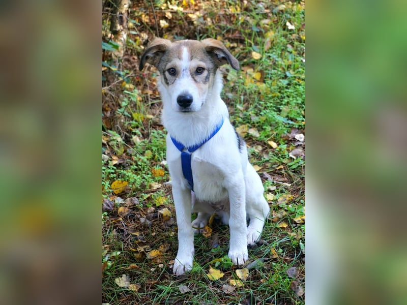 Ozzy - ein junger Wirbelwind