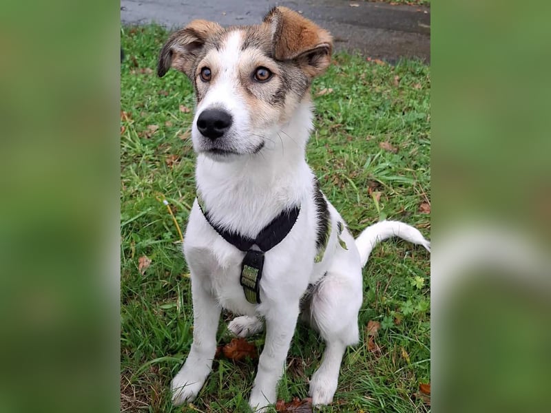 Ozzy - ein junger Wirbelwind