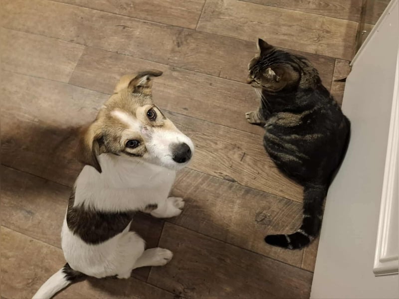 Ozzy - ein junger Wirbelwind