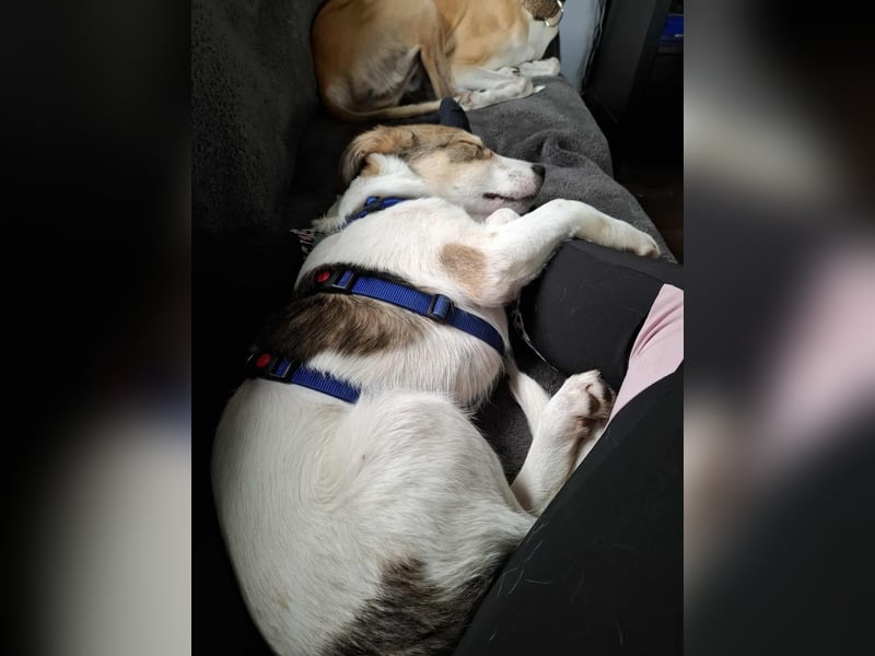 Ozzy - ein junger Wirbelwind