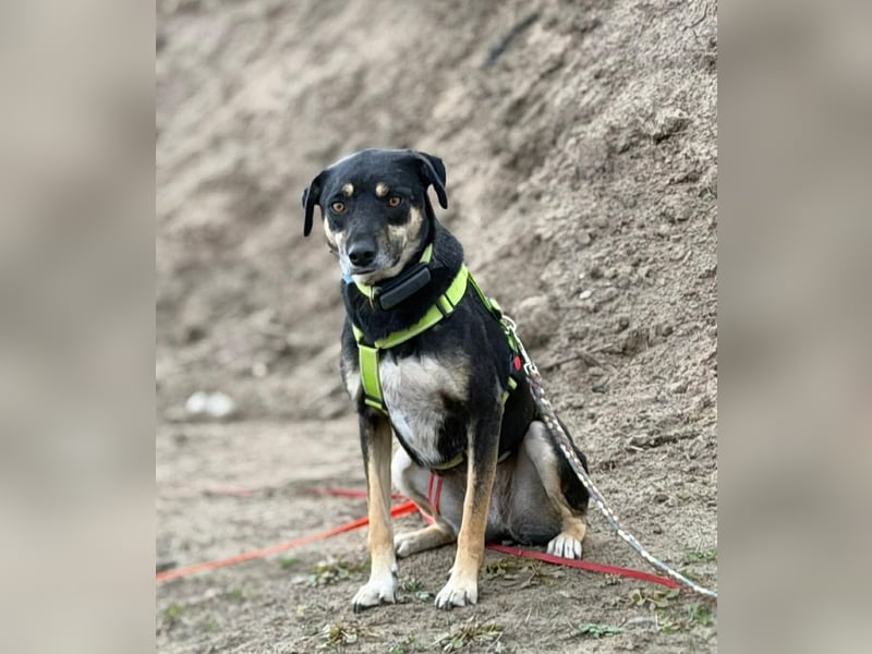 Elke - eine ruhige Hündin