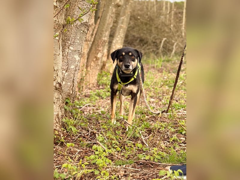 Elke - eine ruhige Hündin