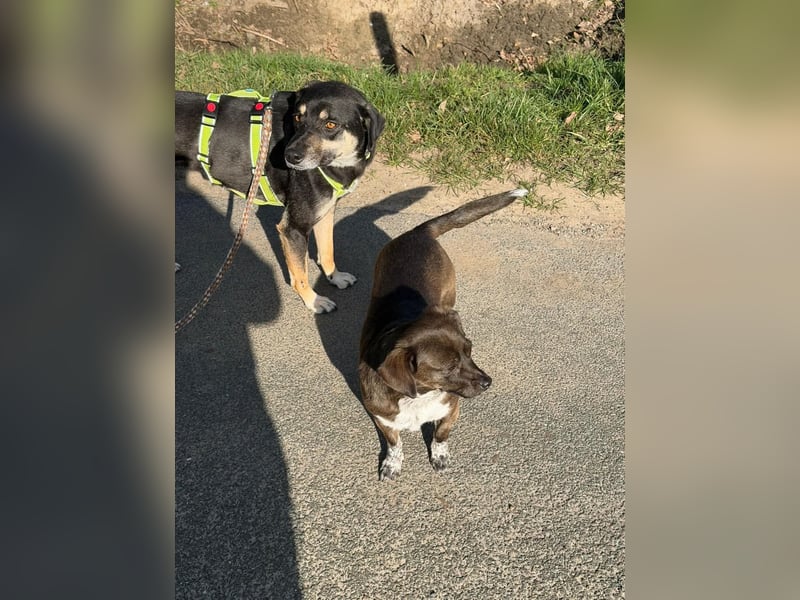 Elke - eine ruhige Hündin