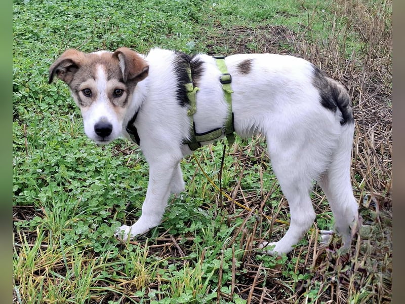 Ozzy - ein junger Wirbelwind
