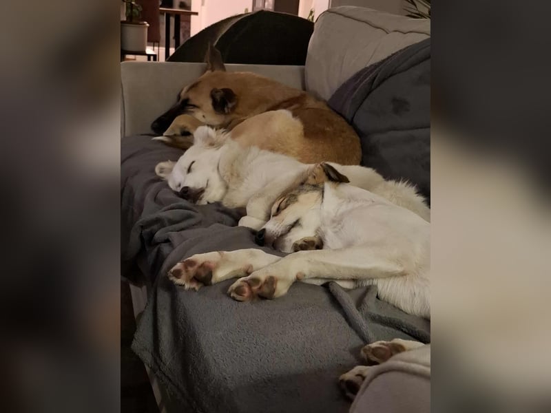 Ozzy - ein junger Wirbelwind