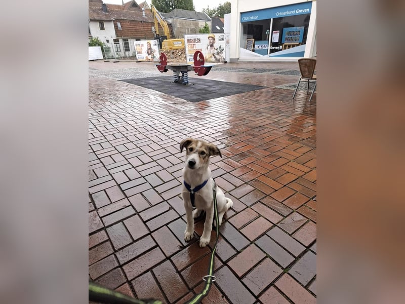 Ozzy - ein junger Wirbelwind