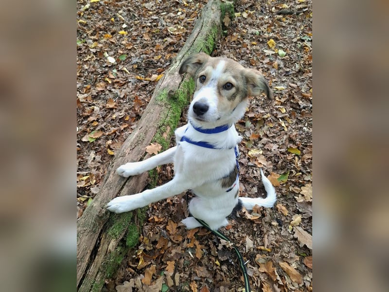 Ozzy - ein junger Wirbelwind