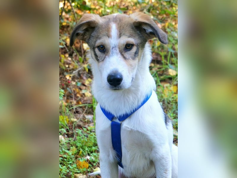 Ozzy - ein junger Wirbelwind