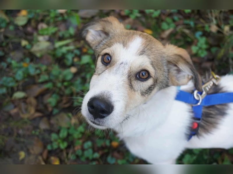 Ozzy - ein junger Wirbelwind