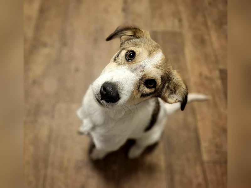 Ozzy - ein junger Wirbelwind