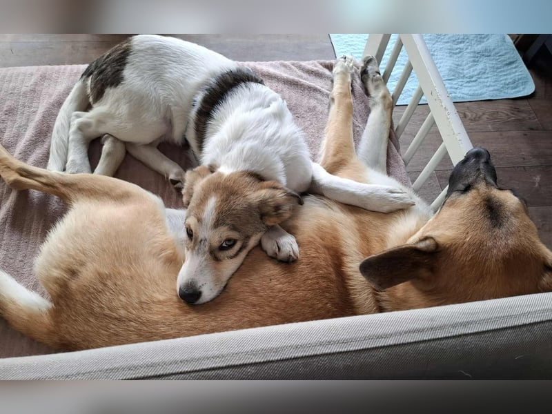 Ozzy - ein junger Wirbelwind