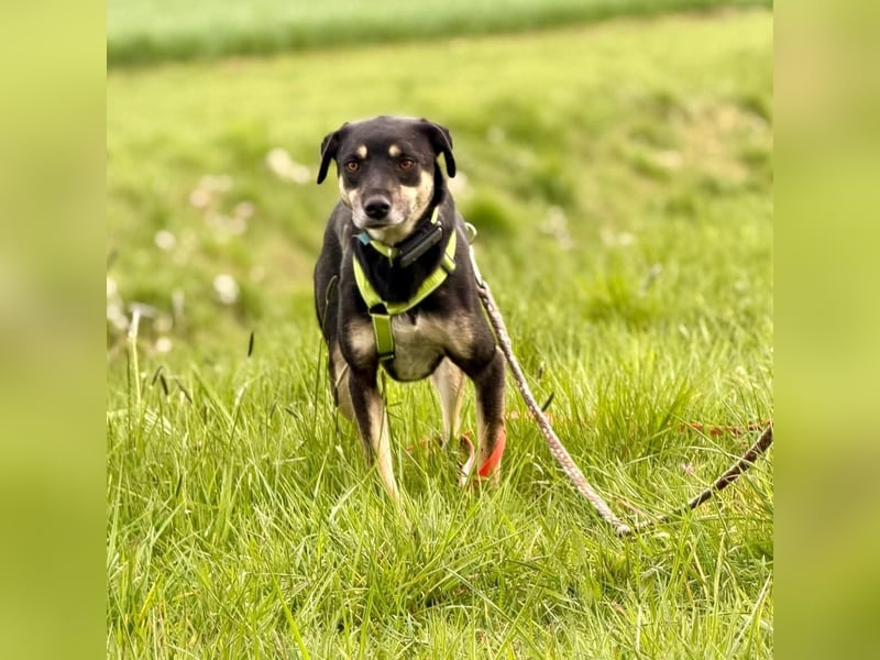Elke - eine ruhige Hündin