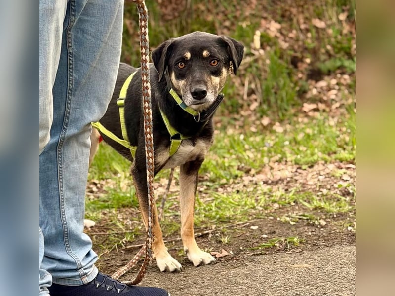Elke - eine ruhige Hündin
