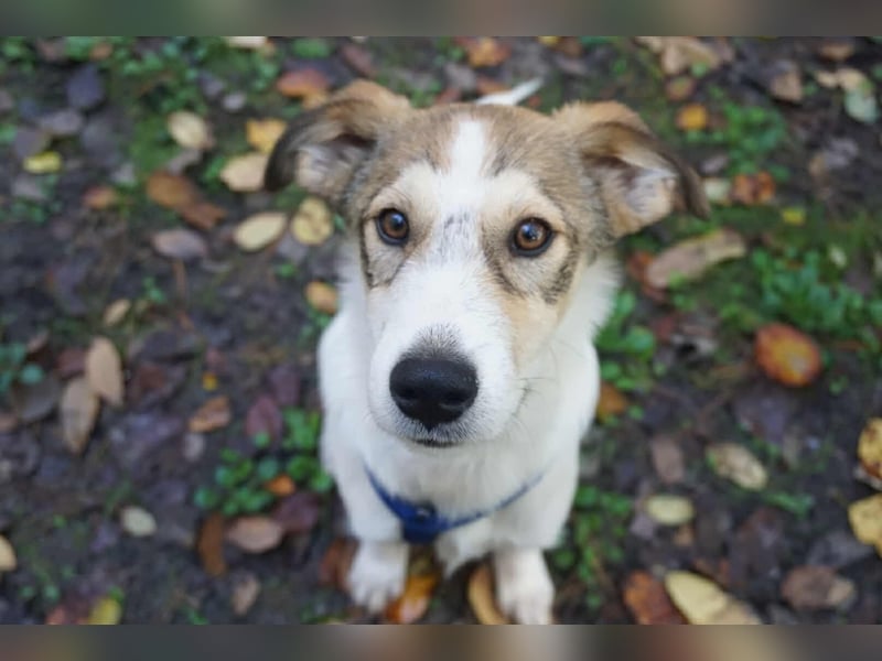 Ozzy - ein junger Wirbelwind